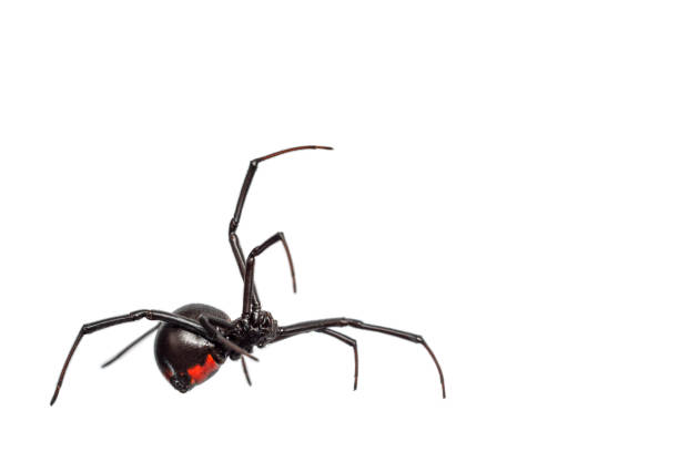 Crawling Spider